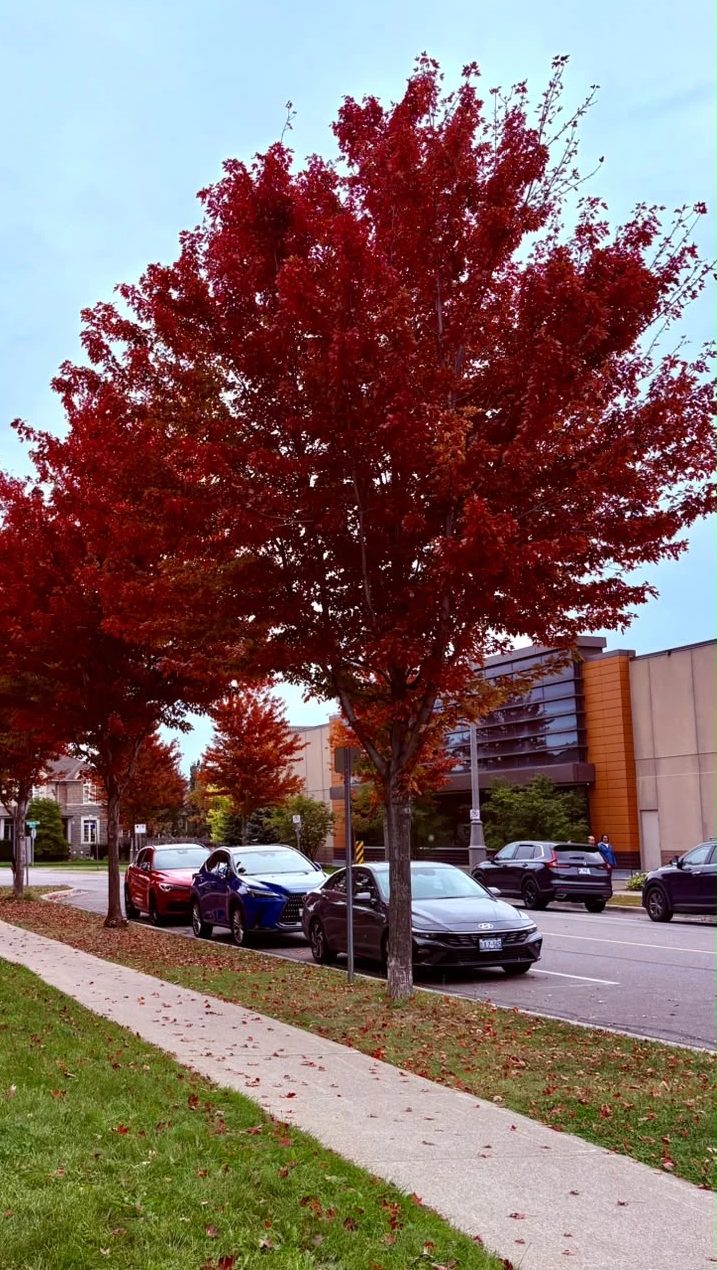 A row of maple trees in deep red autumn leaves along a sidewalk and parked cars