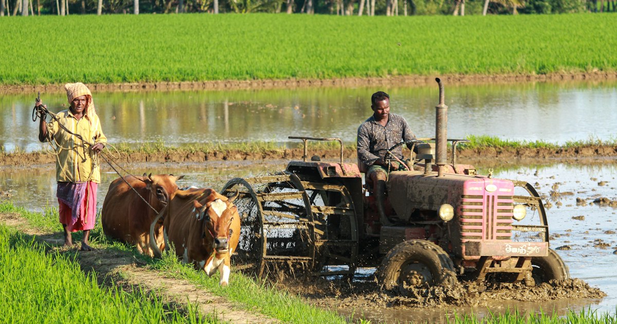 The Indian Farmer: From Crisis to Contradiction
