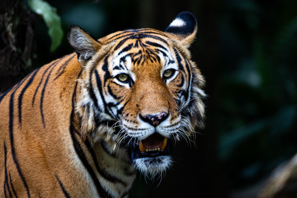 India's Tiger Comeback: Conservation Success Story